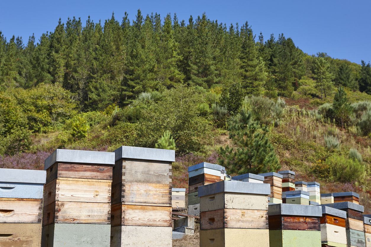 Colmenas en el municipio de Muniellos y frente a la Reserva de la Biosfera homónima.