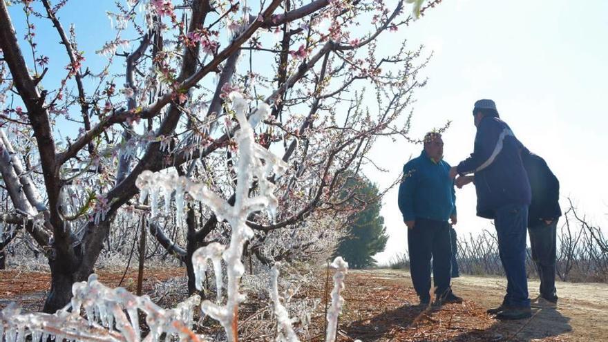 Las heladas dejaron cuantiosas pérdidas en Cieza.