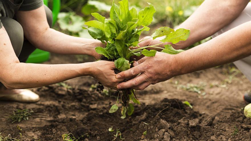 Creix la demanda d&#039;aliments alternatius