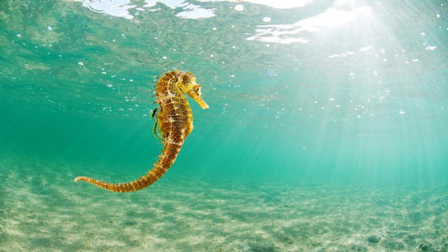 Imagen incluida en la guía de la flora y fauna del Mar Menor