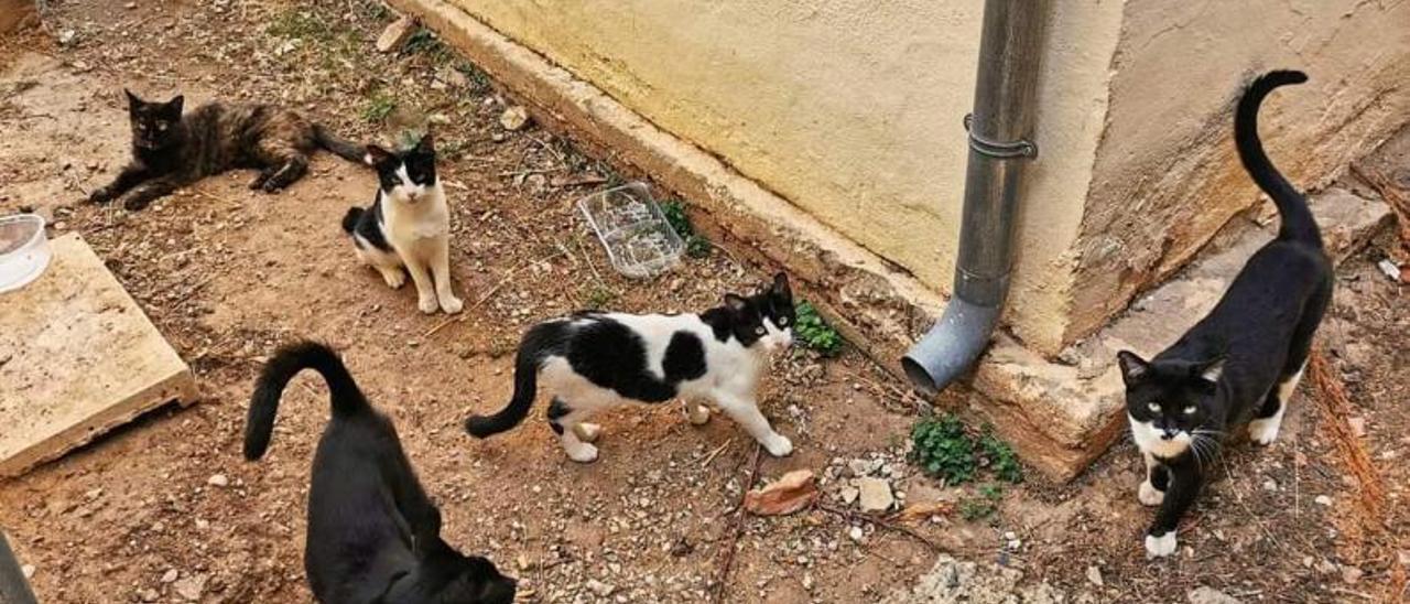 Un grupo de gatos de una de las colonias ubicadas en Alzira | LACUA