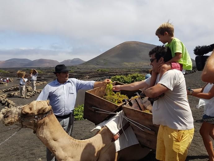 Vendimia Tradicional de La Geria