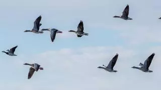 El ganso raro y protegido tiroteado en el Empordà se ha quedado a vivir en la zona y comparte vuelo con ánsares comunes