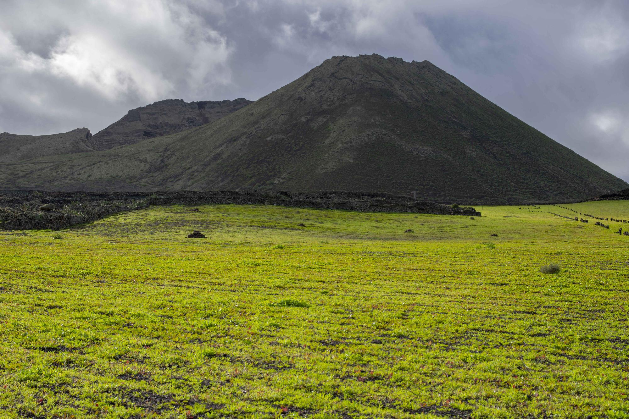 El norte de Lanzarote se tiñe de verde tras las recientes lluvias de este invierno