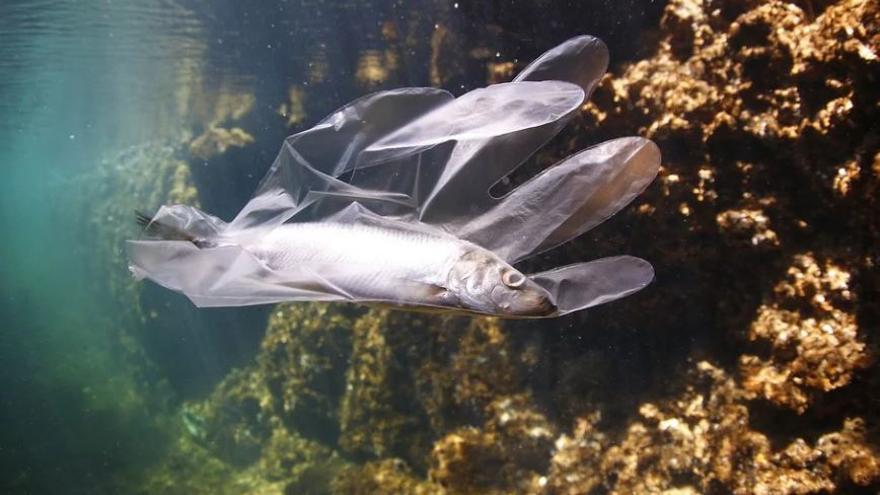 Un peix atrapat en un guant de plàstic al mar