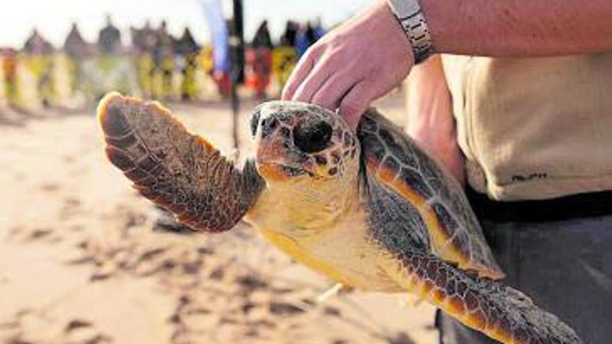 Cinc tortugues tornen a la mar després de recuperar-se en la Fundació Oceanogràfic