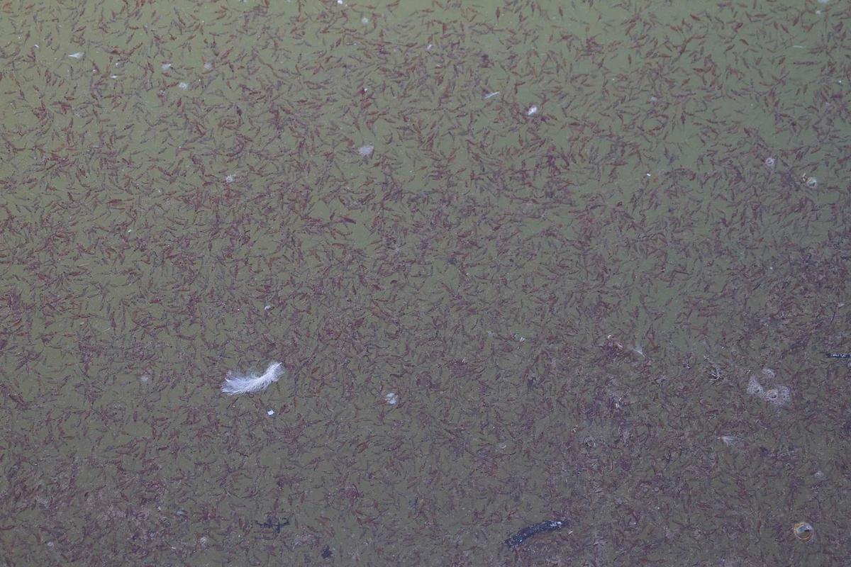Concentración de Artemia salina en las aguas de la laguna de La Mata. Es el principal alimento de muchas especies de avifauna y ha reaparecido con la incorporación de agua de mar que ha rebajado el nivel de salinización