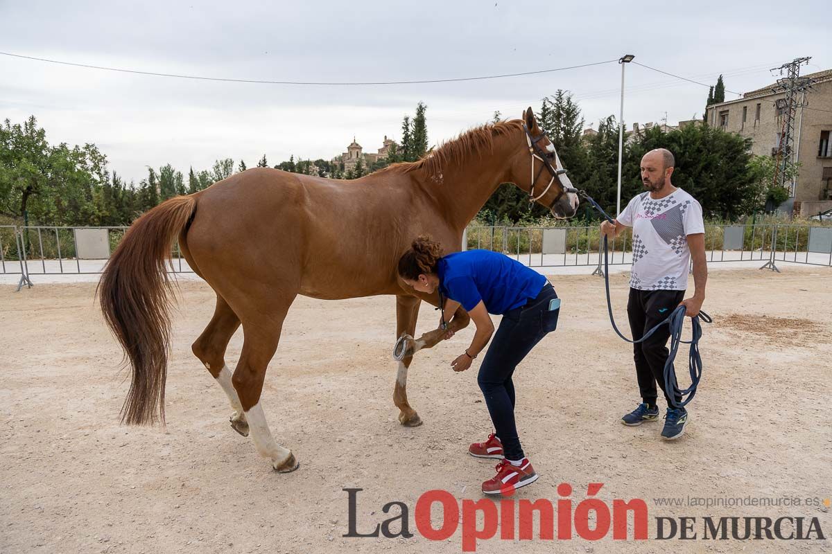 Control veterinario de los Caballos del Vino en Caravaca