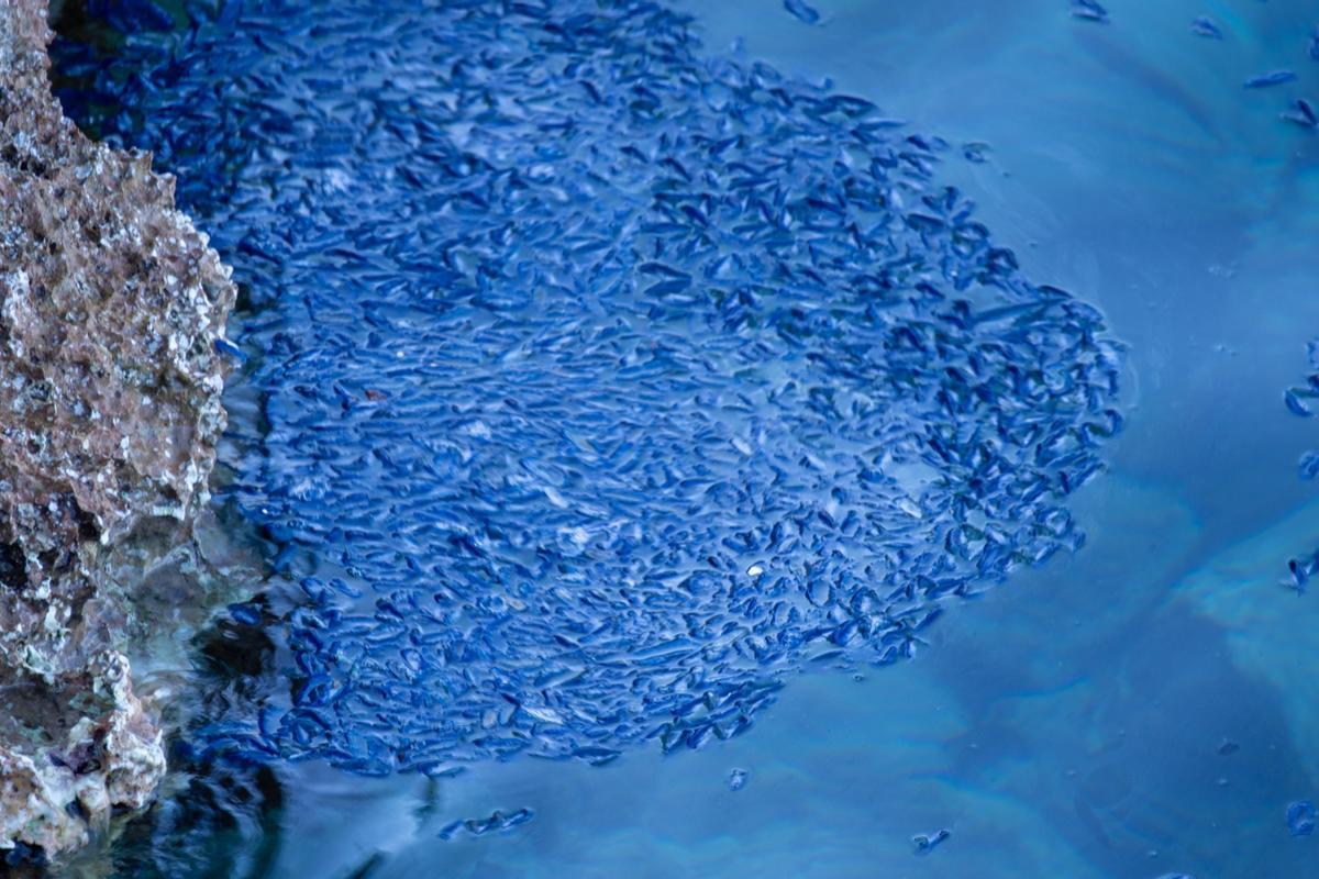 Medusas velero en Ibiza