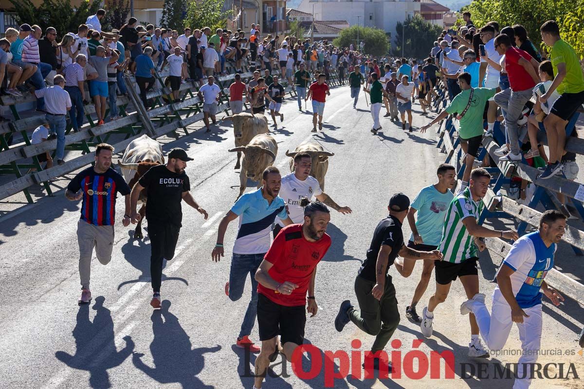 Quinto encierro de la Feria del Arroz de Calasparra