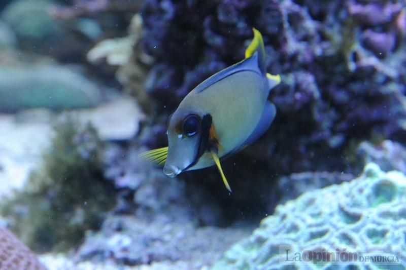 El acuario de la UMU albergará las especies emblemáticas del Mar Menor