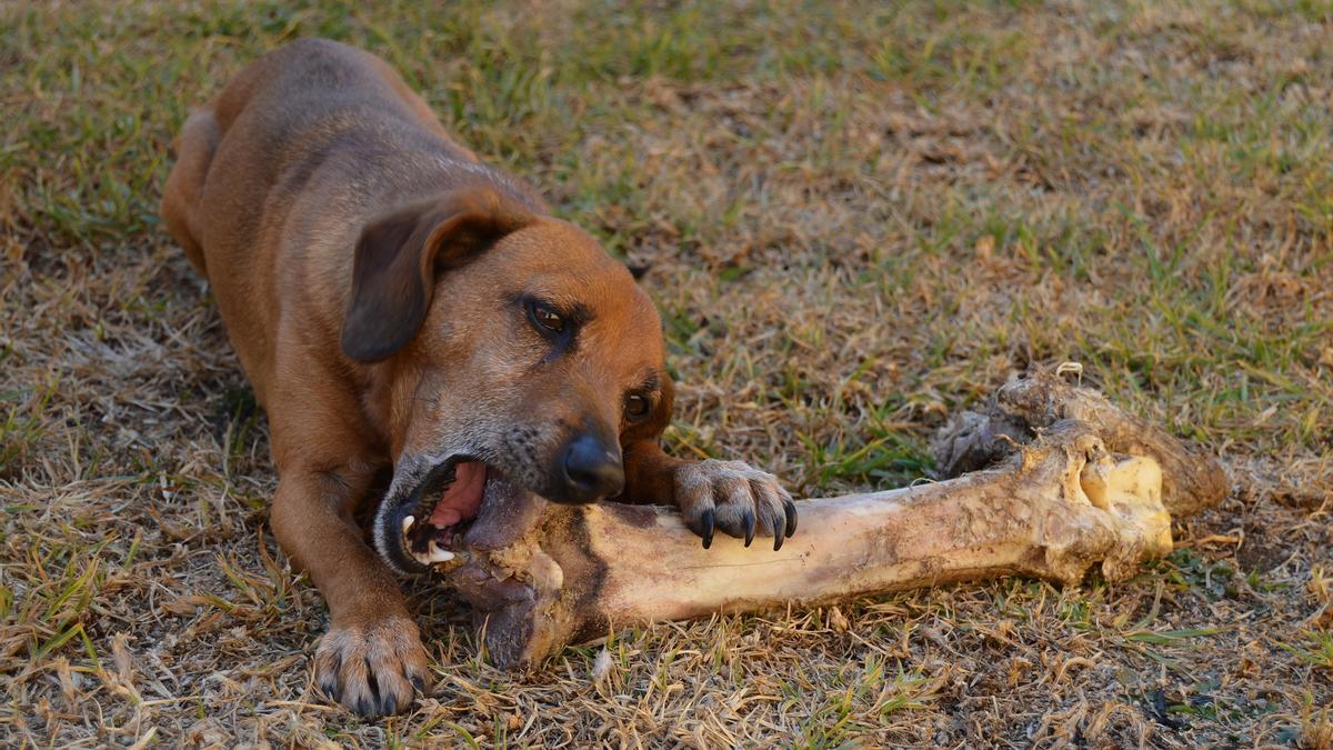 Los huesos pueden ser un problema para los perros.
