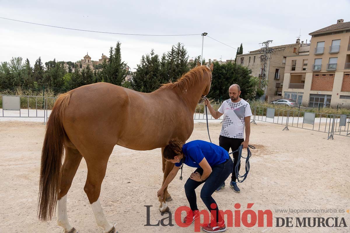 Control veterinario de los Caballos del Vino en Caravaca