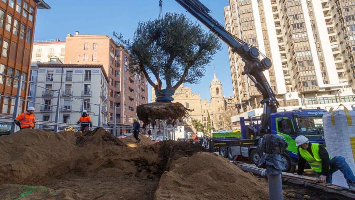 Uno de los dos olivos regresa a la Plaza Salamero junto a la calle Cinco de Marzo