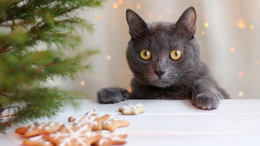 Una imagen de archivo de un gato en fechas navideÃ±as.