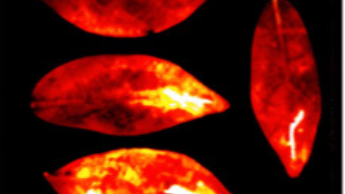 La luz que emiten los roedores en distintas situaciones.