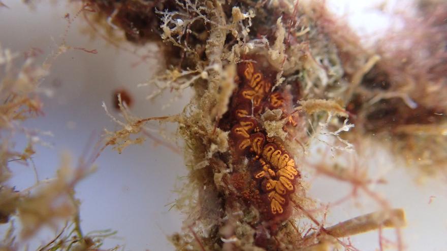 Aumento de la biomasa y una mejor calidad de las aguas: los resultados de la Autoridad Portuaria de Las Palmas sobre los ecosistemas marinos