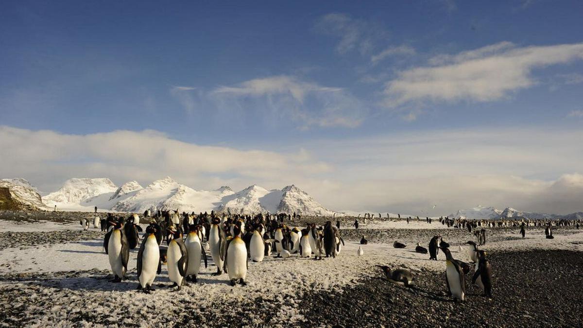 Pingüinos rey en Georgia del Sur