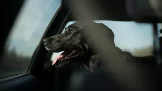 Maltrato animal en Castellón: muere de calor un perro encerrado en un coche y logran salvar a otro 'in extremis'