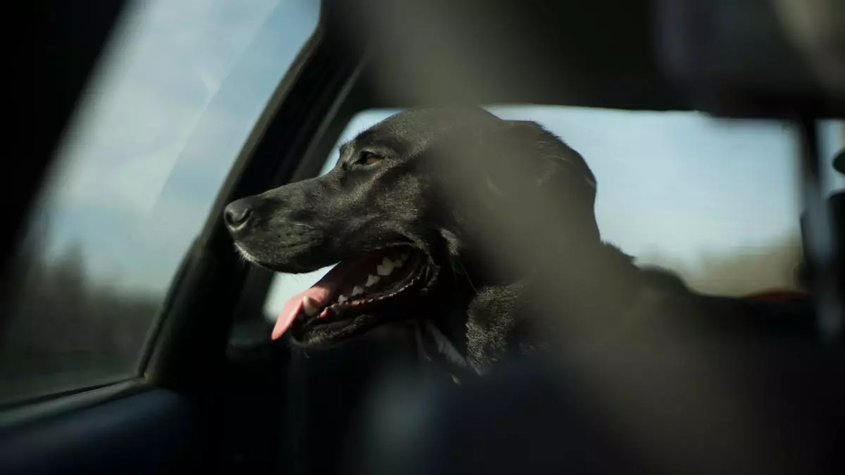 Maltrato animal en Castellón: muere de calor un perro encerrado en un coche y logran salvar a otro 'in extremis'