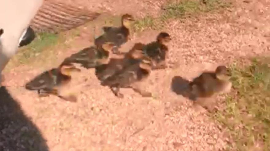 Final feliz para una familia de patos del Lagares