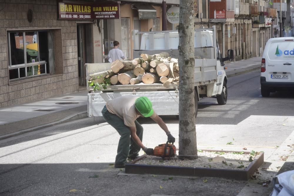 Los árboles, víctimas de la reforma de O Burgo