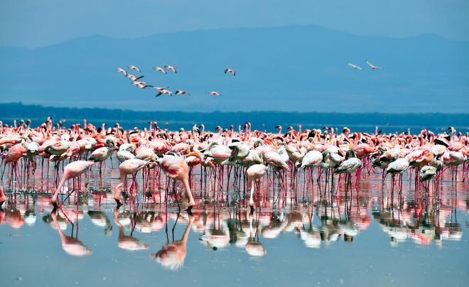 Lago Nakuru, Kenia