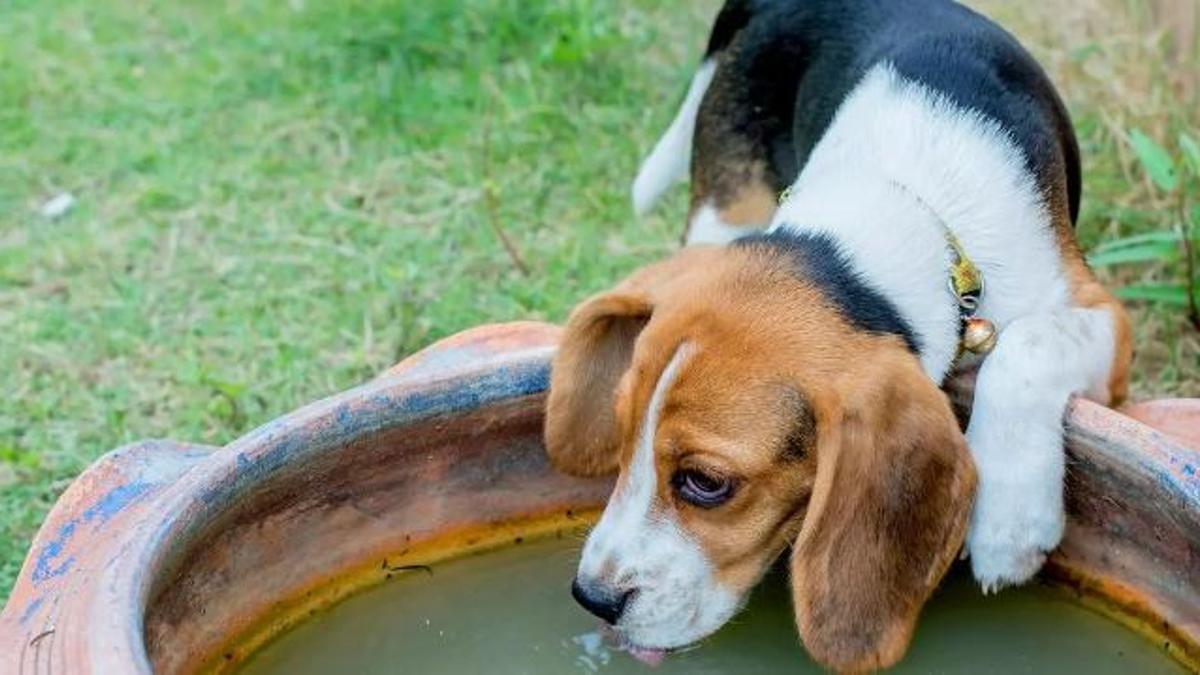 Public Dog Beds: These Are the Dangers to Your Health