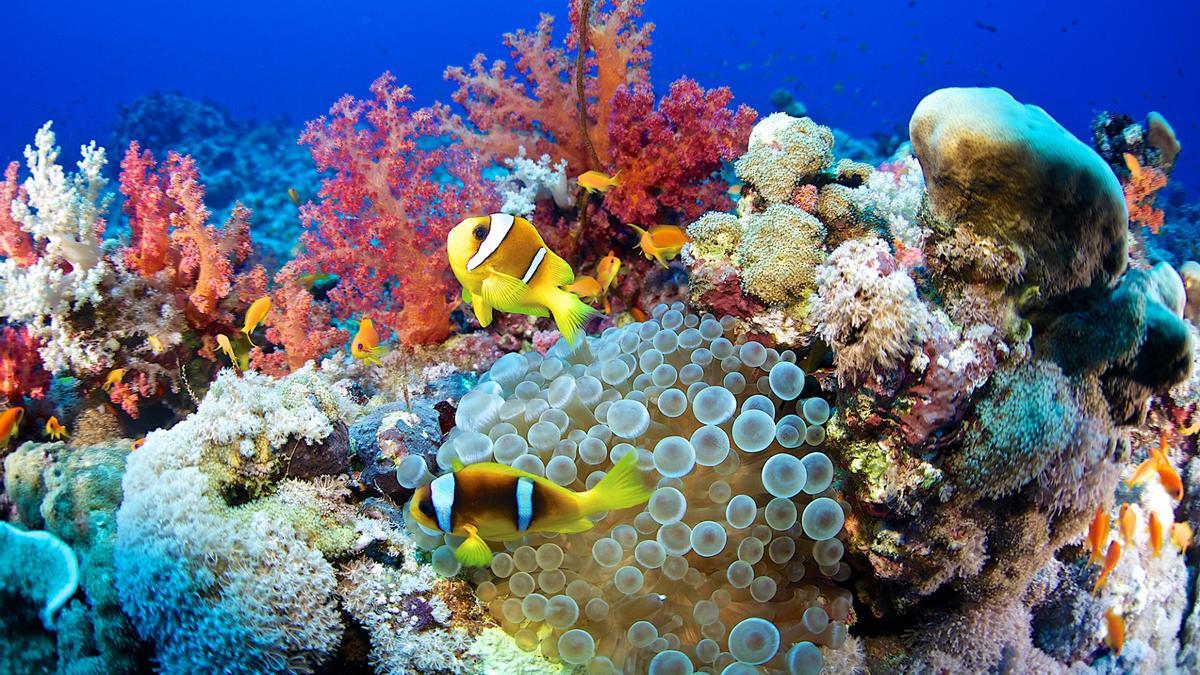 Arrecife de coral.