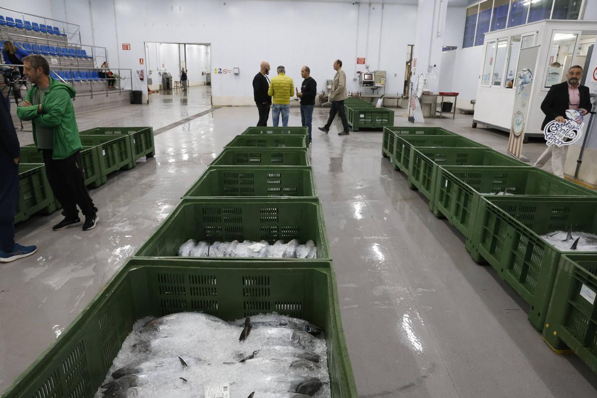 EN IMÁGENES: El primer bonito de la temporada ya está en Gijón: 2.217 kilos de "pescado del Cantábrico y de gran calidad"
