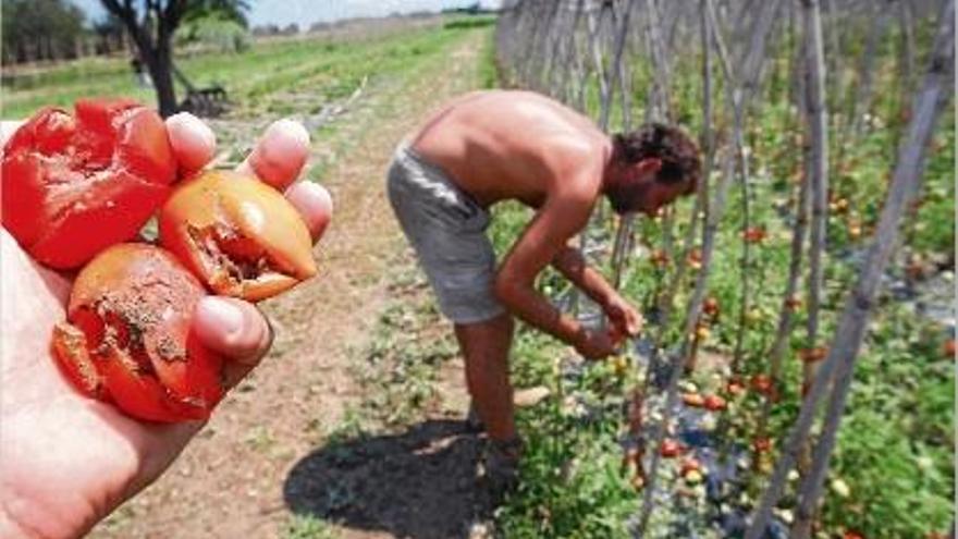 Els tomàquets d&#039;una horta d&#039;Ullà deformats, quan estaven a punt per ser venuts.