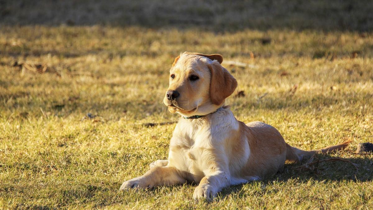 Golden retriever.