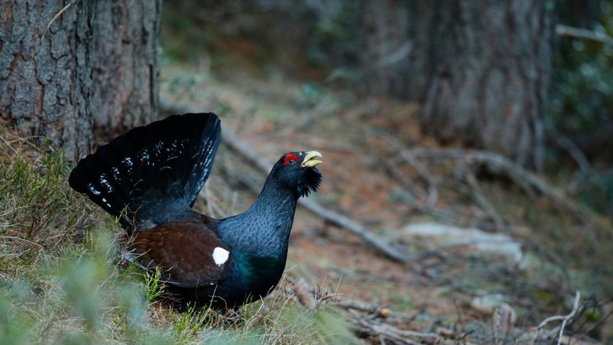 Un exemplar de gall fer al Pirineu