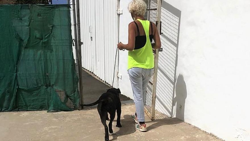 Una de las propietarias sale con uno de los perros incautados del albergue municipal de animales de Mogán