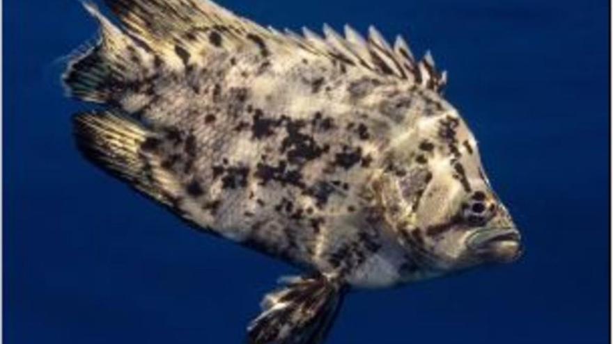 la savinaAparición de un raro pez tropical en el puerto de Formentera