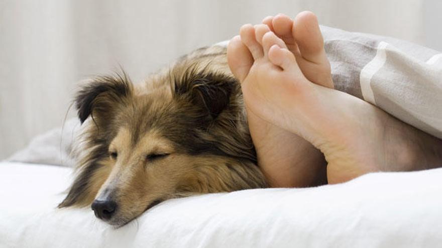 Los perros muestran su amor durmiendo con sus dueños.