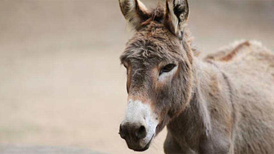 Quince jóvenes marroquíes contraen la rabia por practicar sexo con una burra