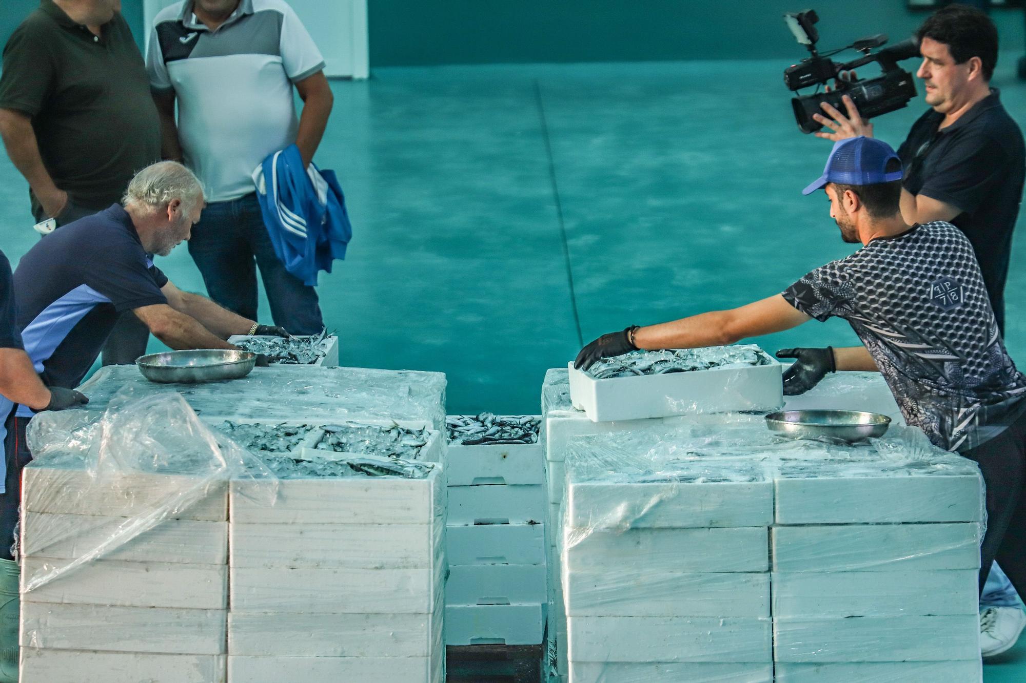 La subasta de la nueva lonja pesquera de Torrevieja se estrena con la venta de 13.000 kilos de boquerón y sardina