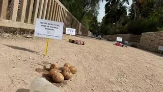 La proliferación de ratas a causa del calor y la basura daña el sistema de riego en la ladera del Vinalopó en Elche