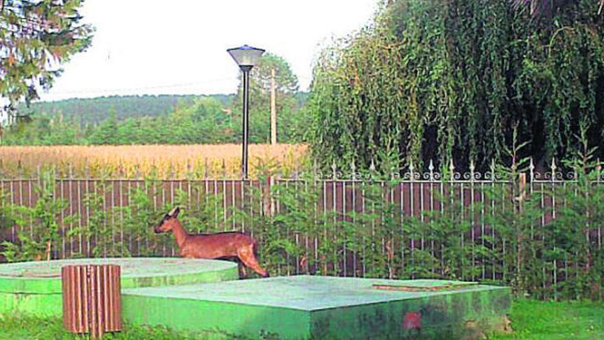 Una cabra perseguida por la Policía se da un baño en las piscinas municipales