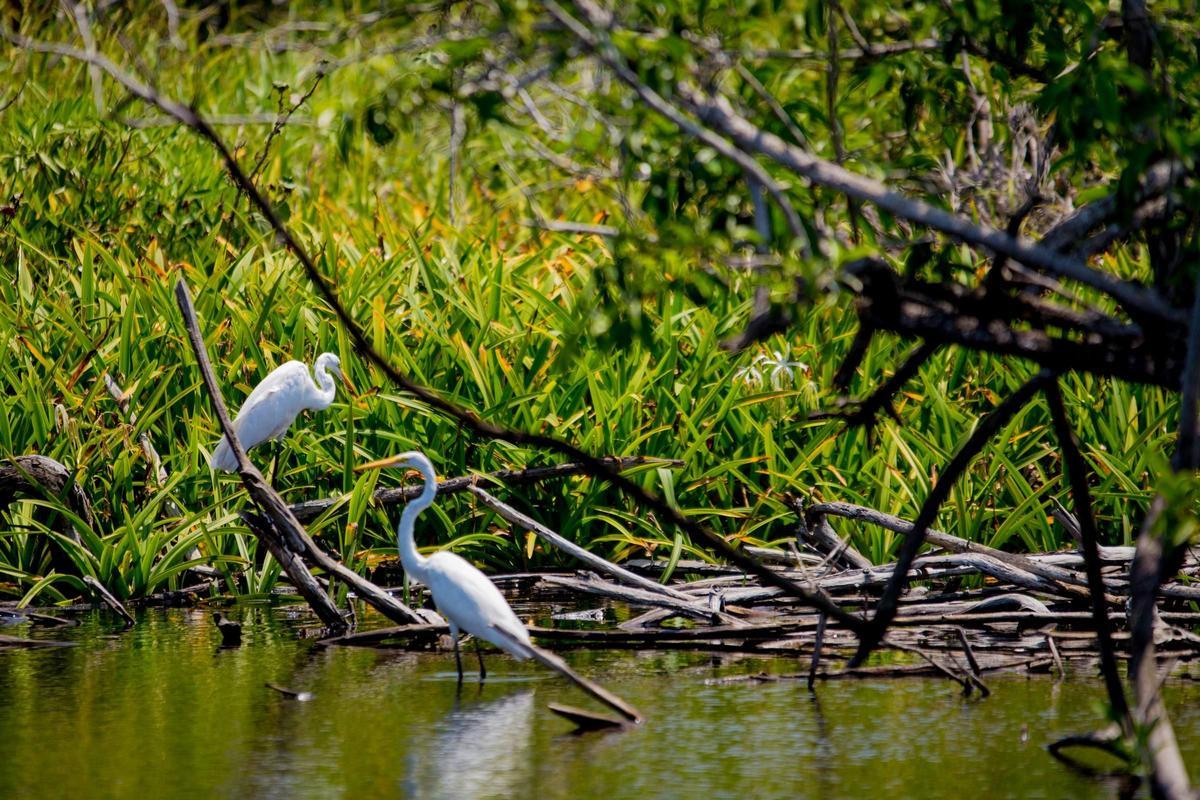 Riviera Nayarit - observatorio aves