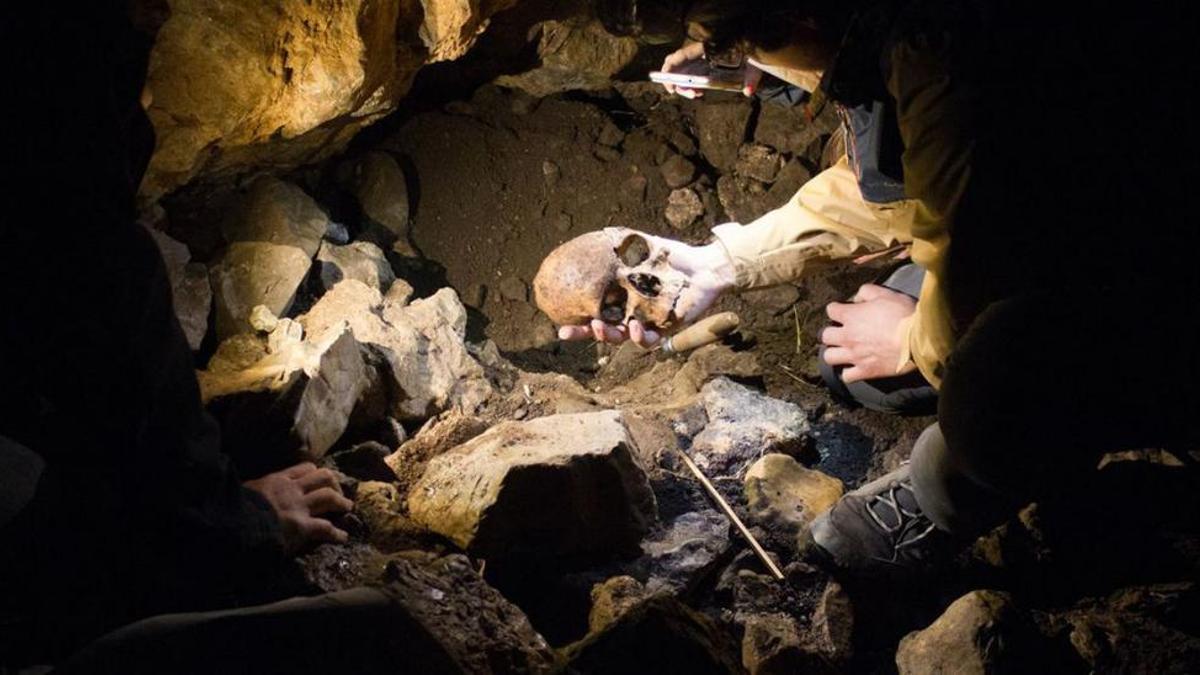 El hallazgo de una calavera entre los restos humanos de la Cuova’l Gatu de Ambás, en Grado. |