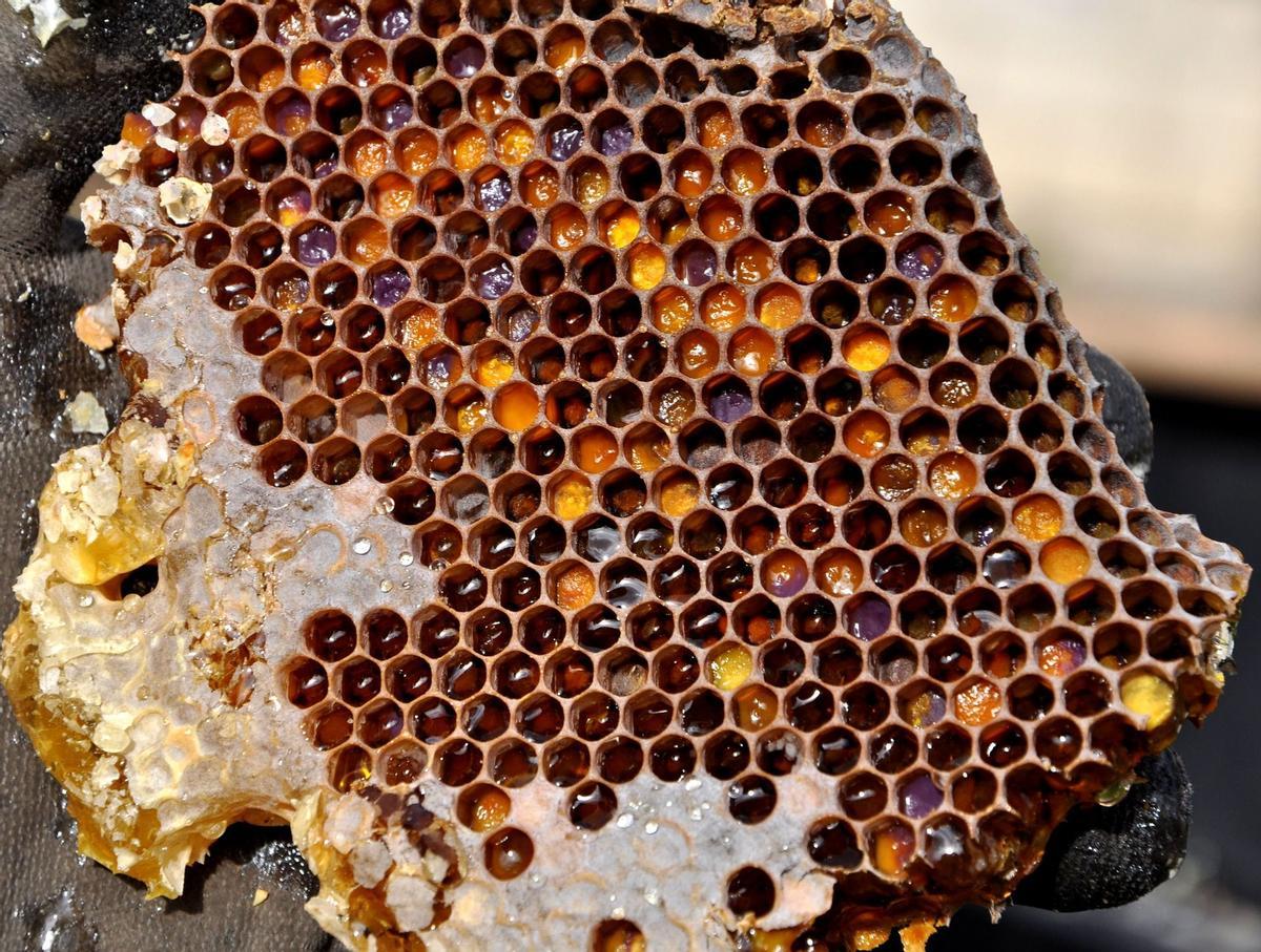 La producción artesanal de miel beneficia al campo