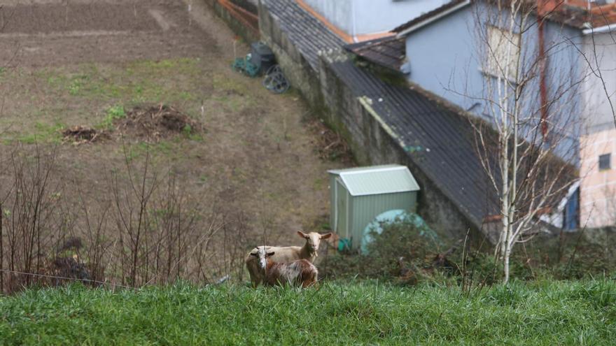 Cabras para limpiar de maleza la ladera del monte ‘urbano’ de O Con