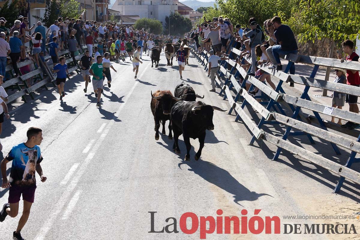 Cuarto encierro Feria del Arroz de Calasparra