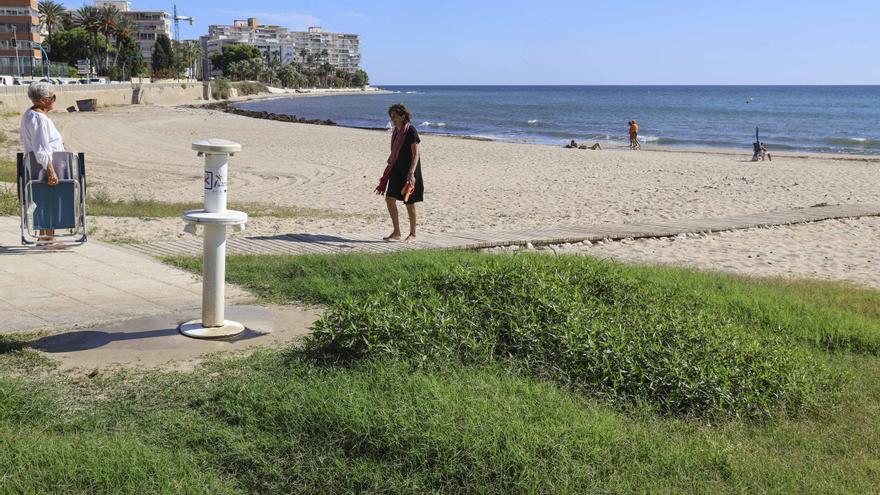 La vegetación crece en la playa de Muchavista en El Campello