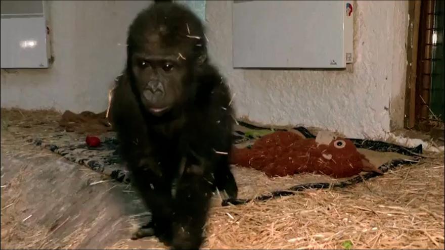 Zeytin, el bebé gorila rescatado en Turquía, se recupera adecuadamente