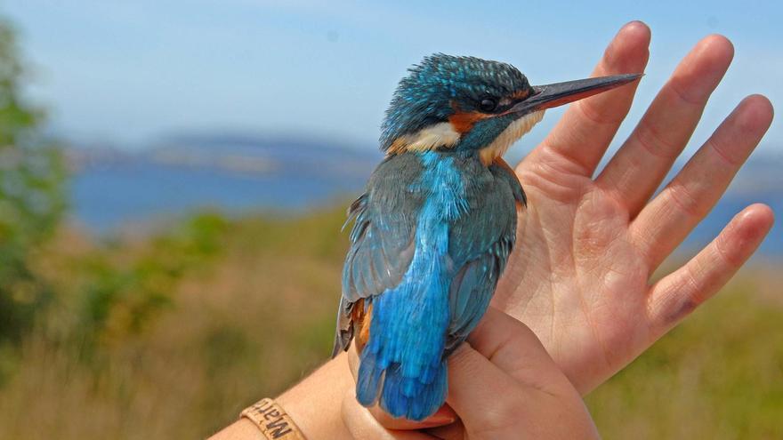 ¿Qué aves corren riesgo de desaparecer de los montes gallegos tras los megaincendios?