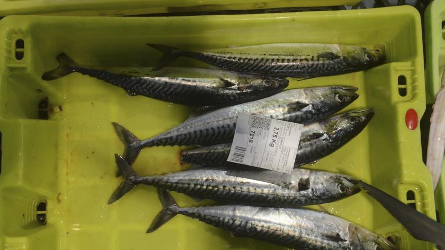 Bruselas ahoga a la flota gallega con un desplome inédito de la caballa