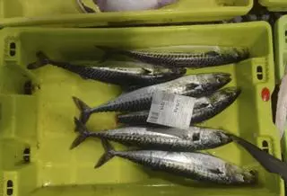 Bruselas ahoga a la flota gallega con un desplome inédito de la caballa